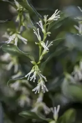 SARCOCOCCA ruscifolia 'Dragon Gate' - image 2