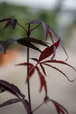 ACER palmatum 'Enkan' - image 3