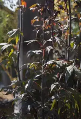 ACER palmatum 'Enkan' - image 4