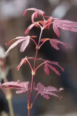 ACER palmatum 'Enkan' - image 5