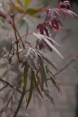 ACER palmatum 'Enkan' - image 6