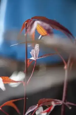 ACER palmatum 'Enkan' - image 2