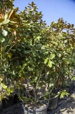 MAGNOLIA grandiflora 'Praecox' - image 2