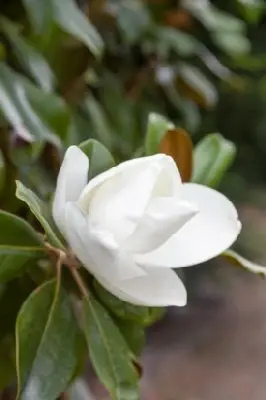 MAGNOLIA grandiflora 'Praecox' - image 3