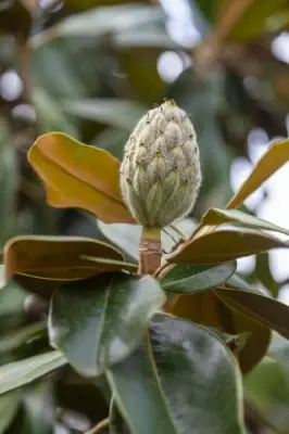 MAGNOLIA grandiflora 'Praecox' - image 4
