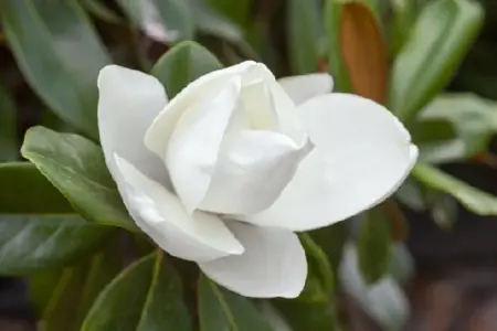 MAGNOLIA grandiflora 'Praecox' - image 5