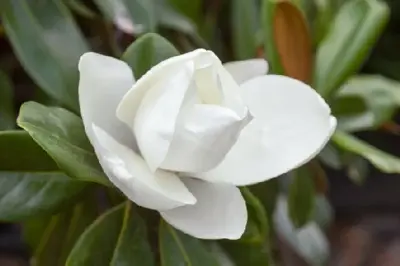 MAGNOLIA grandiflora 'Praecox' - image 5