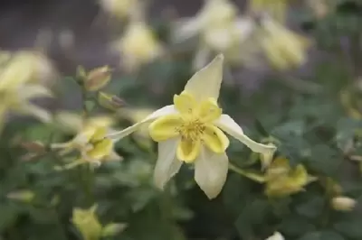 AQUILEGIA caerulea 'Yellow Star' - image 2