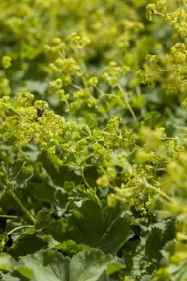 ALCHEMILLA sericata 'Gold Strike' - image 2