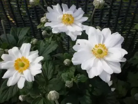 ANEMONE x hybrida 'Whirlwind' - image 2