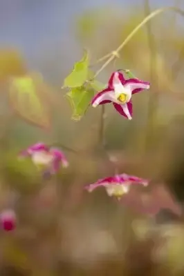 EPIMEDIUM x rubrum - image 1