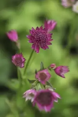 ASTRANTIA 'Roma' - image 3
