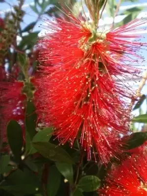 CALLISTEMON rugulosus - image 2