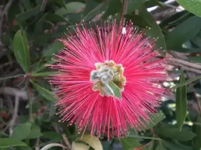 CALLISTEMON rugulosus - image 3