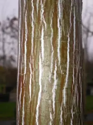ACER pensylvanicum - image 2