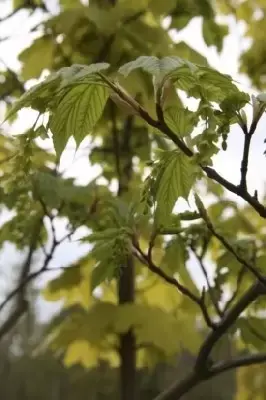 ACER pensylvanicum - image 3