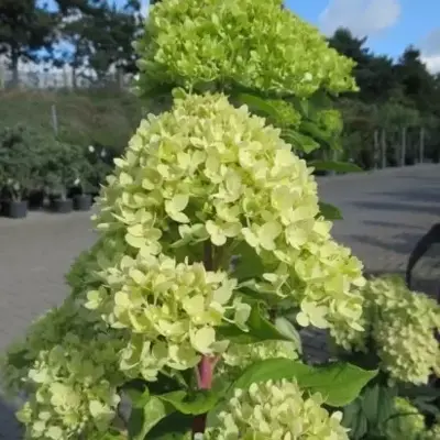 HYDRANGEA paniculata 'Little Lime' - image 2