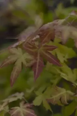 ACER shirasawanum 'Jordan' - image 7