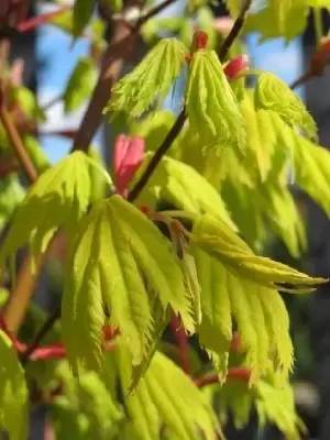 ACER shirasawanum 'Jordan' - image 4