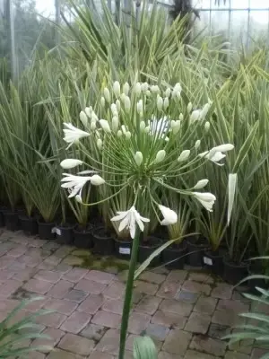 AGAPANTHUS 'White Heaven' - image 2