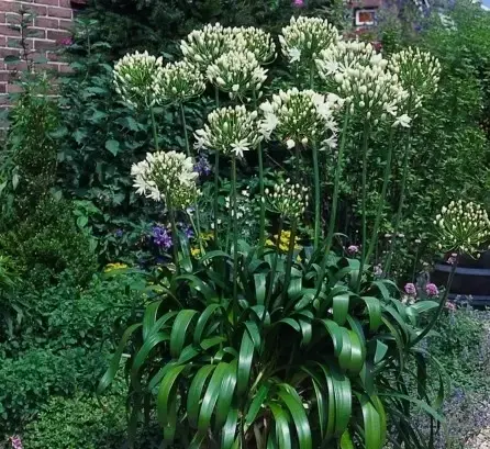 AGAPANTHUS 'White Heaven' - image 3