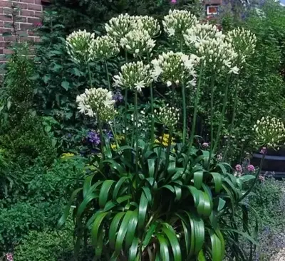 AGAPANTHUS 'White Heaven' - image 3