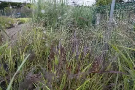 PANICUM virgatum 'Rehbraun' - image 7