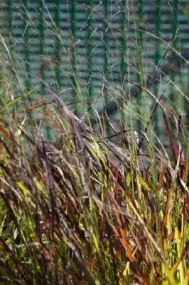 PANICUM virgatum 'Rehbraun' - image 9