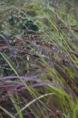 PANICUM virgatum 'Rehbraun' - image 4