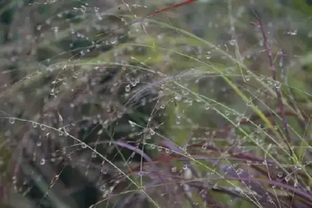 PANICUM virgatum 'Rehbraun' - image 5