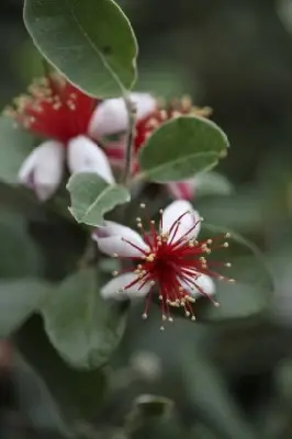 FEIJOA sellowiana - image 2