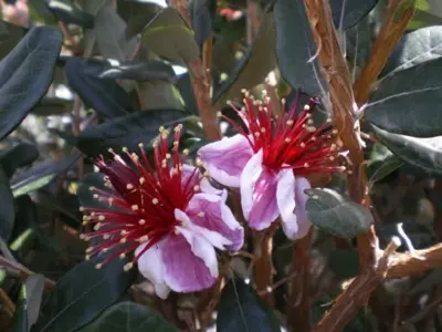 FEIJOA sellowiana - image 3