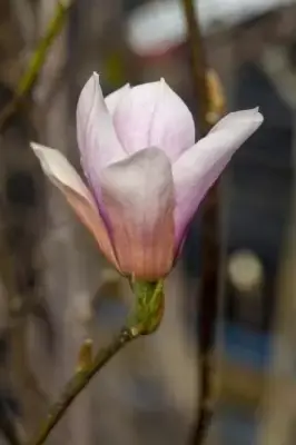 MAGNOLIA 'Heaven Scent' - image 2