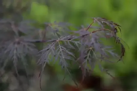 ACER palmatum 'Tamukeyama' - image 4