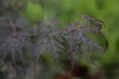 ACER palmatum 'Tamukeyama' - image 4