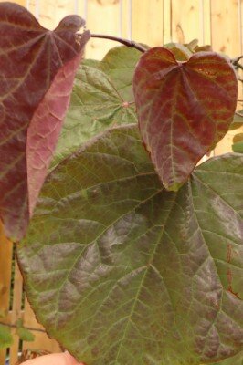 CERCIS canadensis 'Forest Pansy' - image 3