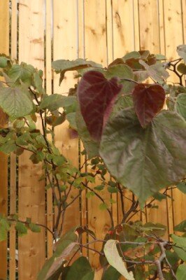 CERCIS canadensis 'Forest Pansy' - image 4