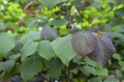 CERCIS canadensis 'Forest Pansy' - image 2