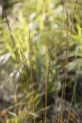 MOLINIA caerulea 'Heidebraut' - image 3