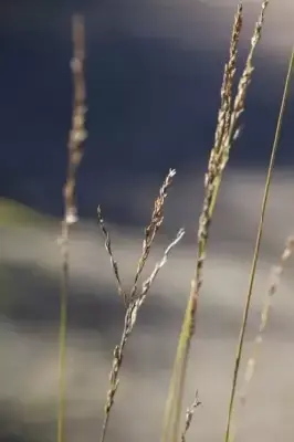 MOLINIA caerulea 'Heidebraut' - image 4