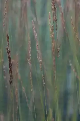 MOLINIA caerulea 'Heidebraut' - image 5