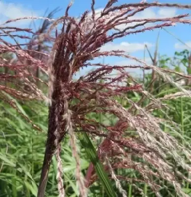 MISCANTHUS sinensis 'Flamingo' - image 2