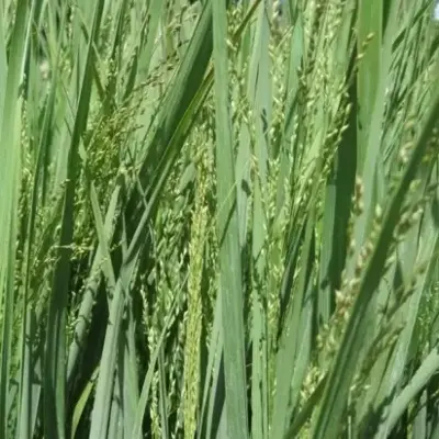 PANICUM virgatum 'Northwind' - image 2