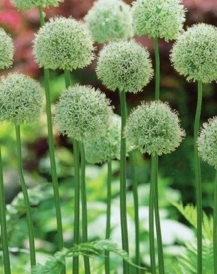 ALLIUM stipitatum 'Mount Everest' - image 2