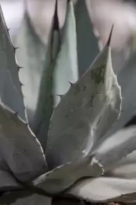 AGAVE havardiana - image 3