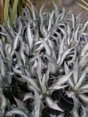AGAVE americana 'Mediopicta' - image 2