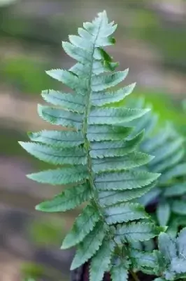 DRYOPTERIS atrata - image 2