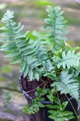 DRYOPTERIS atrata - image 3