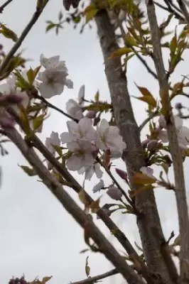 PRUNUS 'Sunset Boulevard'