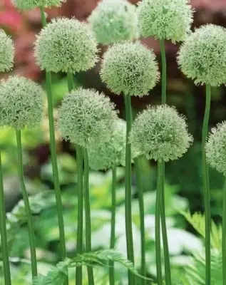 ALLIUM stipitatum 'Mount Everest' - image 3
